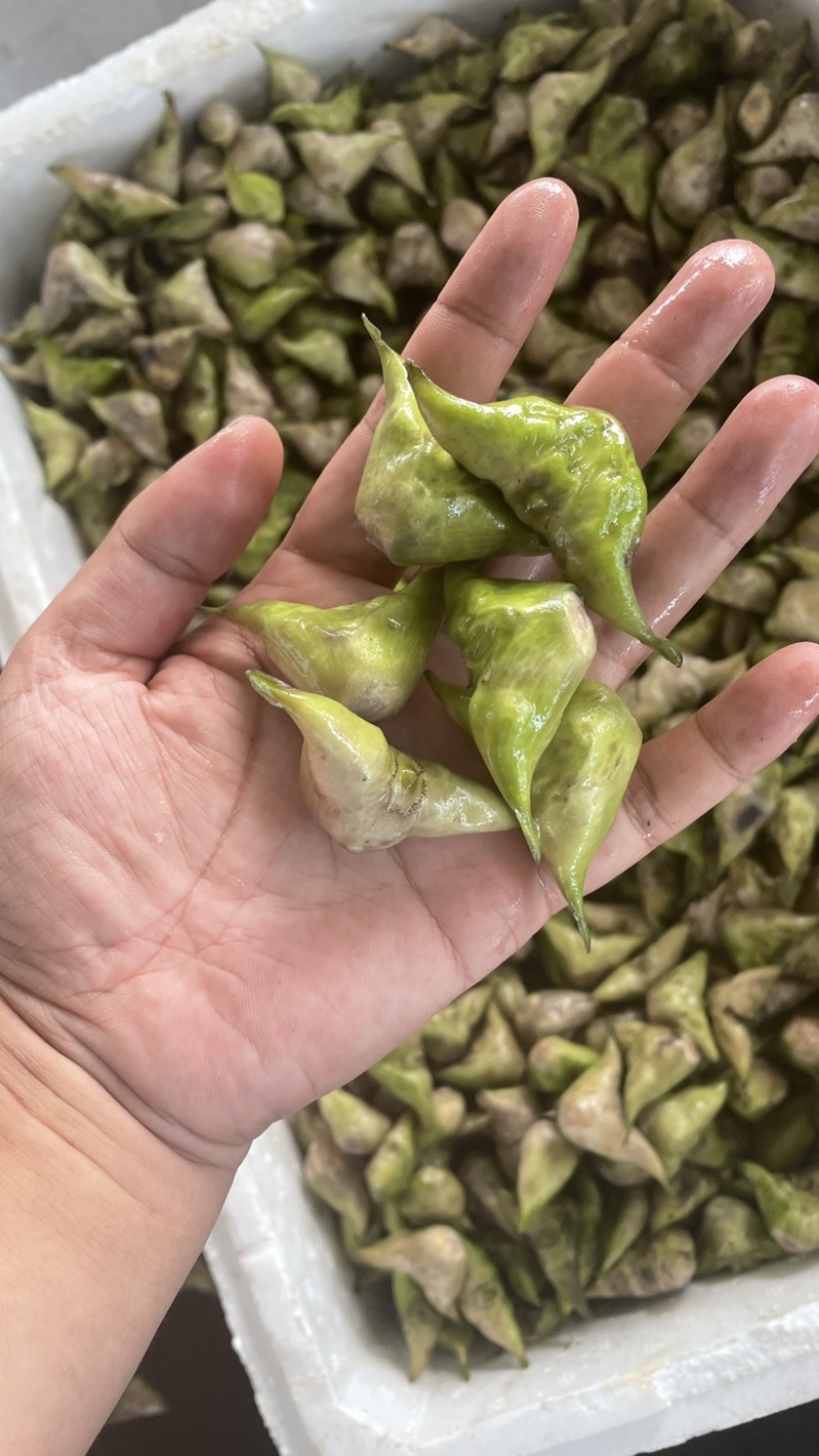 新鲜老菱角，源头发货，量大🉑️电话联系小刀