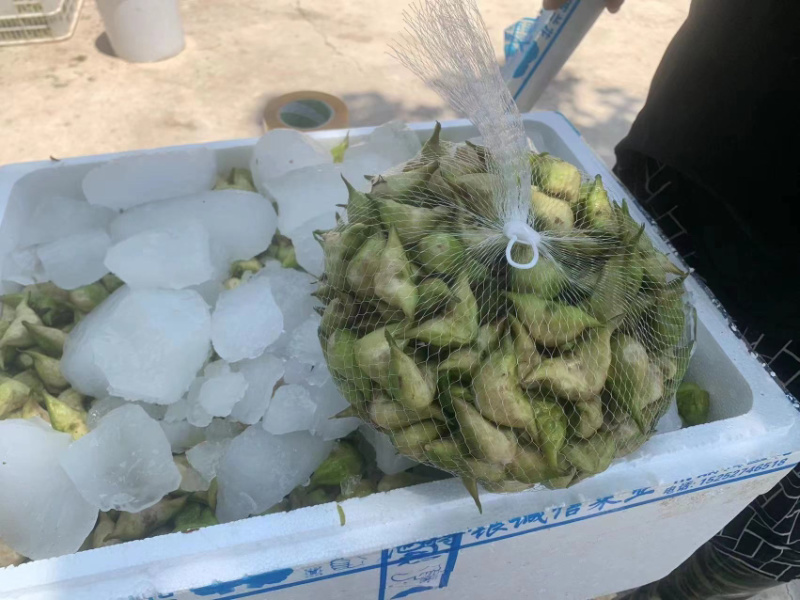 新鲜老菱角，源头发货，量大🉑️电话联系小刀