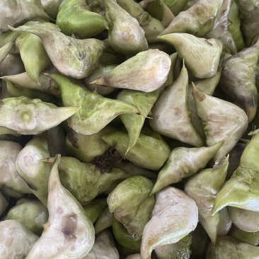 新鲜老菱角，源头发货，量大🉑️电话联系小刀