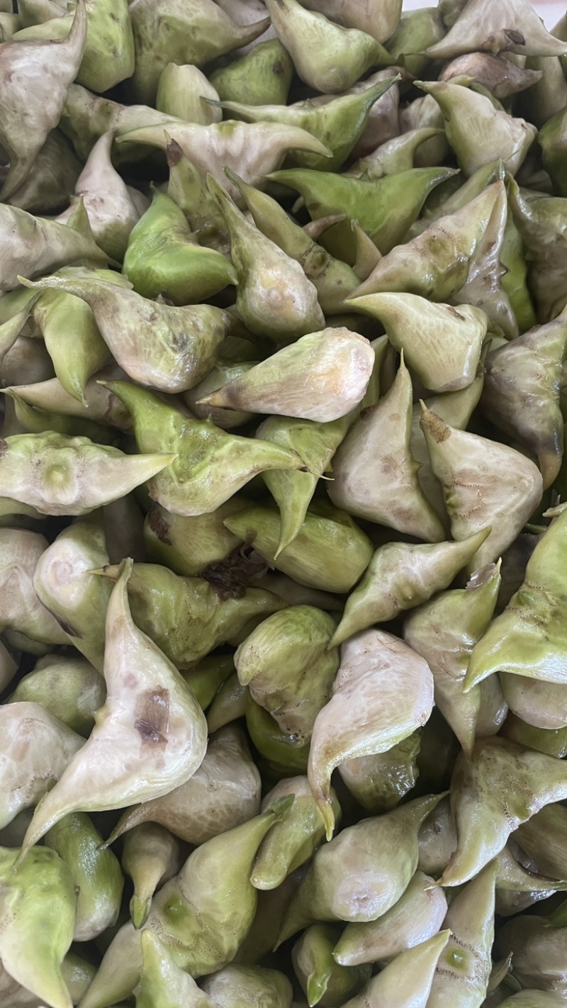 新鲜老菱角，源头发货，量大🉑️电话联系小刀
