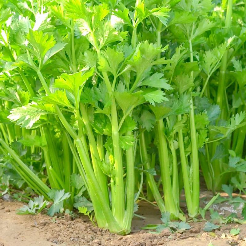 四季速生西芹种子四季芹菜种子特高产抗病航天技术研发芹菜种