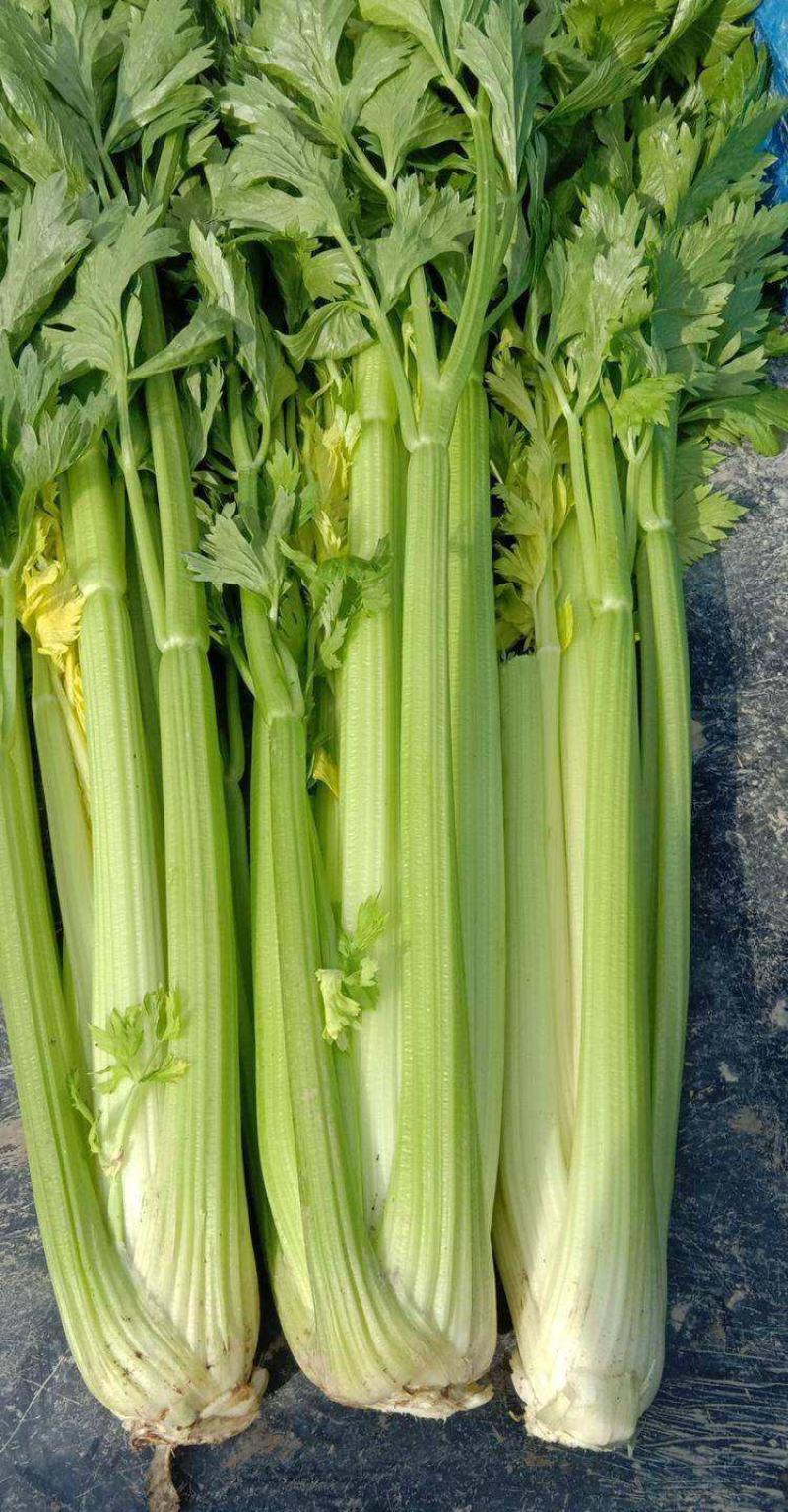 四季速生西芹种子四季芹菜种子特高产抗病航天技术研发芹菜种