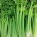 四季速生西芹种子四季芹菜种子特高产抗病航天技术研发芹菜种