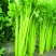 四季速生西芹种子四季芹菜种子特高产抗病航天技术研发芹菜种