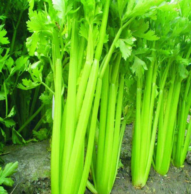 四季速生西芹种子四季芹菜种子特高产抗病航天技术研发芹菜种