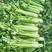 四季速生西芹种子四季芹菜种子特高产抗病航天技术研发芹菜种
