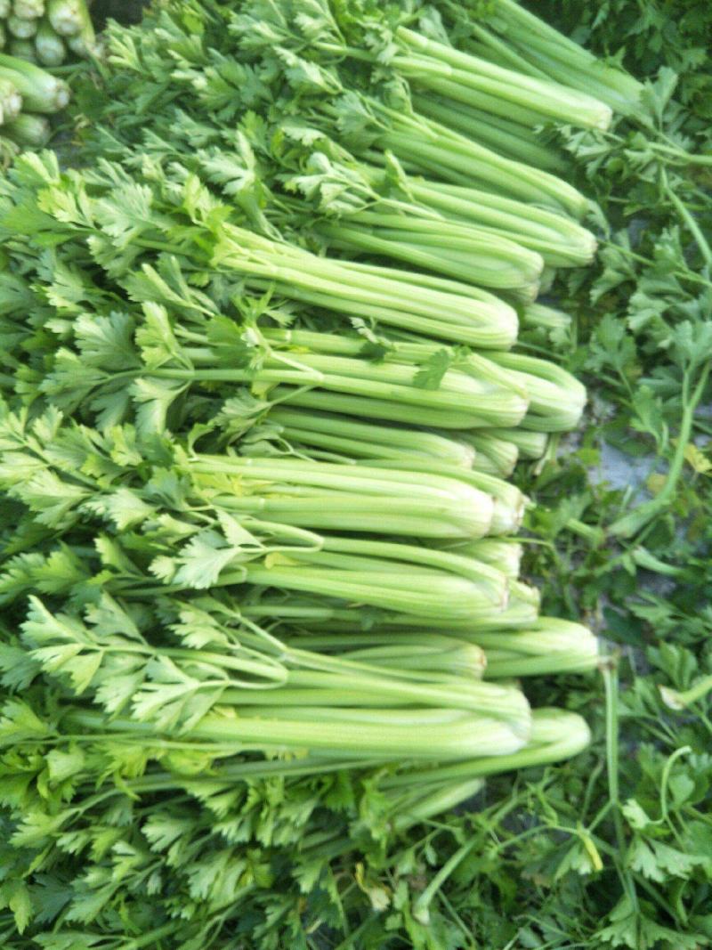 四季速生西芹种子四季芹菜种子特高产抗病航天技术研发芹菜种