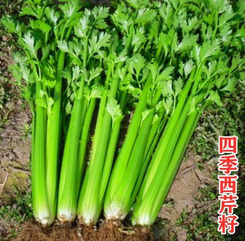 四季速生西芹种子四季芹菜种子特高产抗病航天技术研发芹菜种