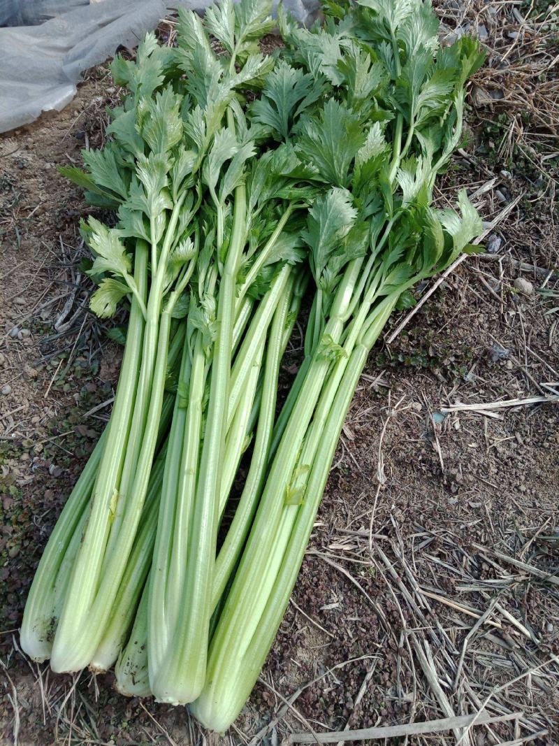 四季速生西芹种子四季芹菜种子特高产抗病航天技术研发芹菜种