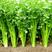 四季速生西芹种子四季芹菜种子特高产抗病航天技术研发芹菜种