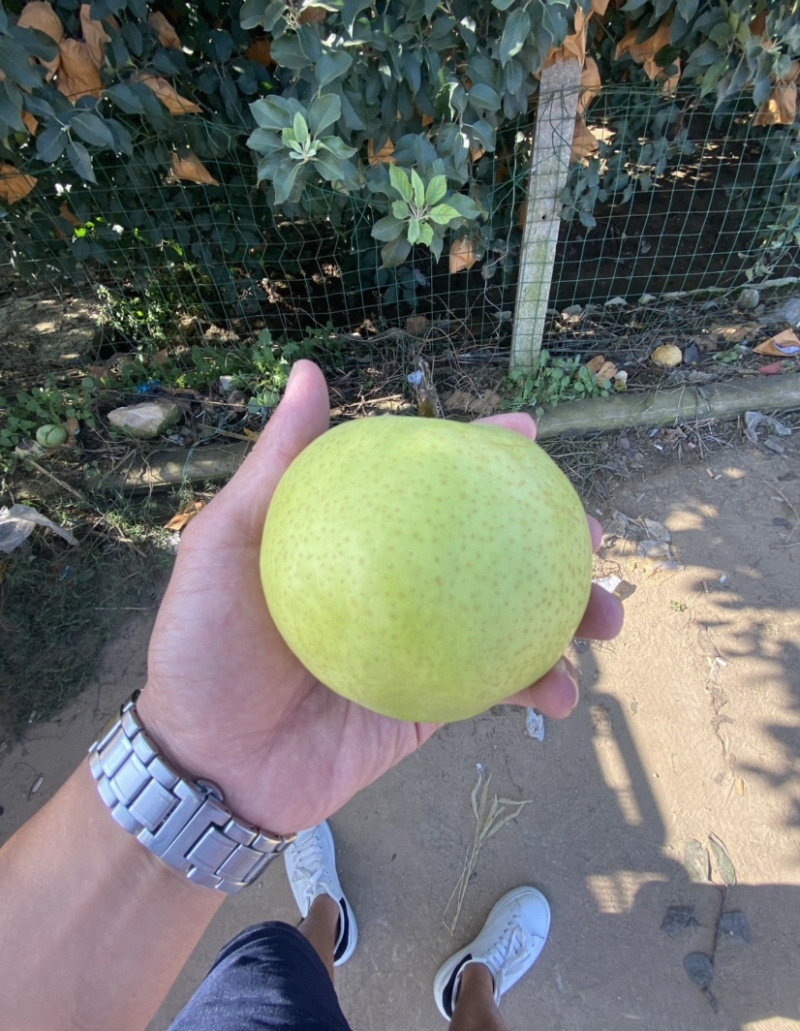 莱阳黄金梨