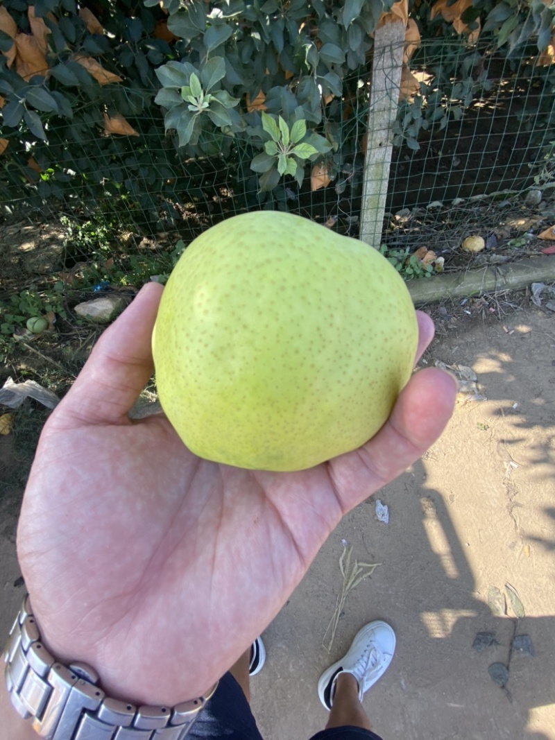 莱阳黄金梨