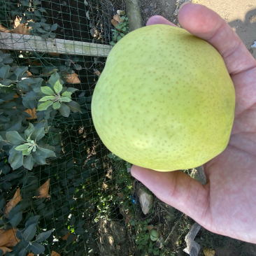 莱阳黄金梨