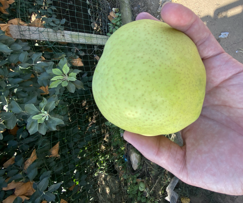 莱阳黄金梨