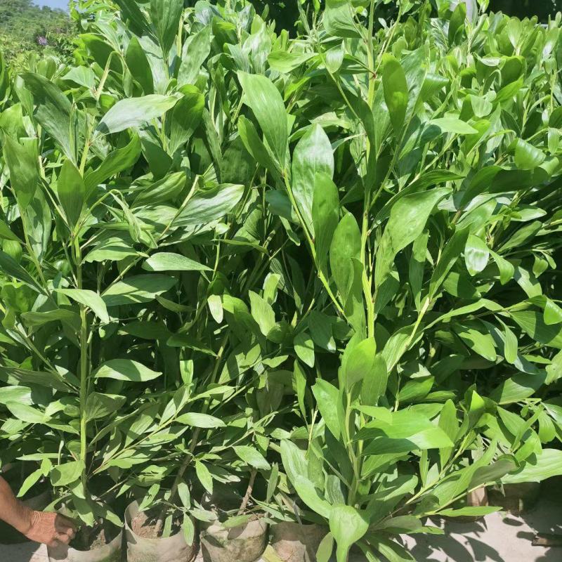 马占相思
