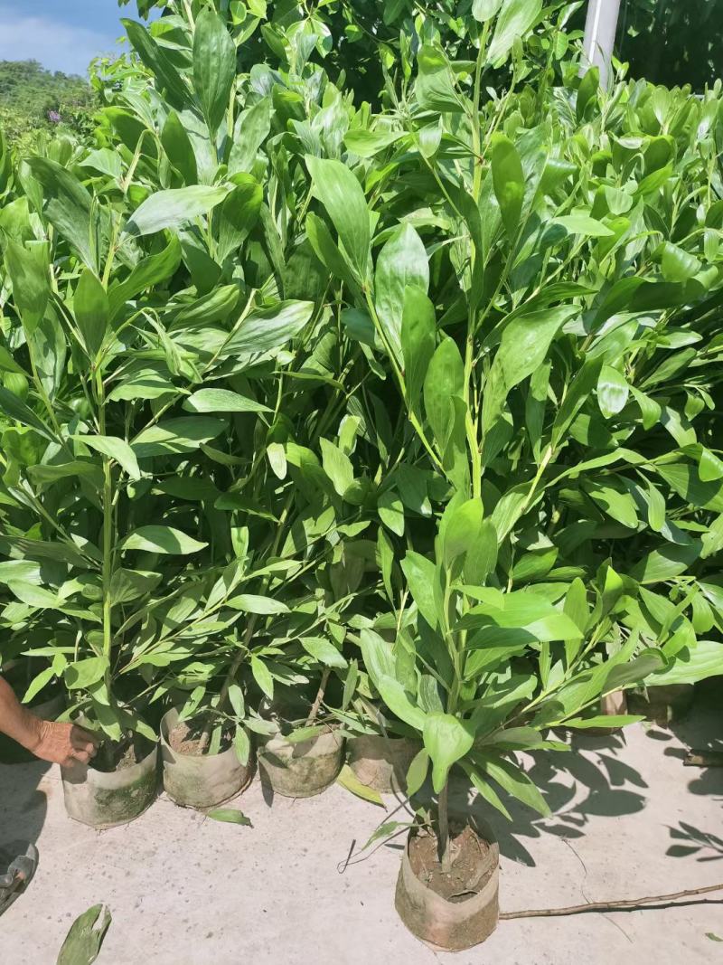 马占相思