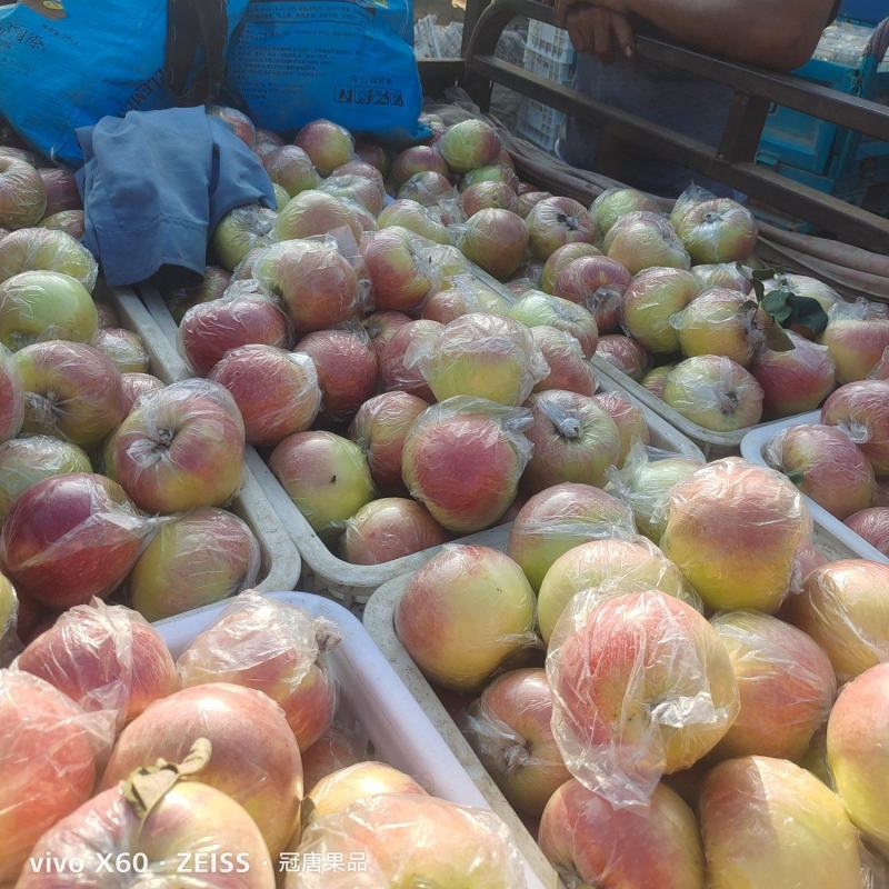 苹果:嘎啦苹果【供应团购平台：冠唐果品合作社】