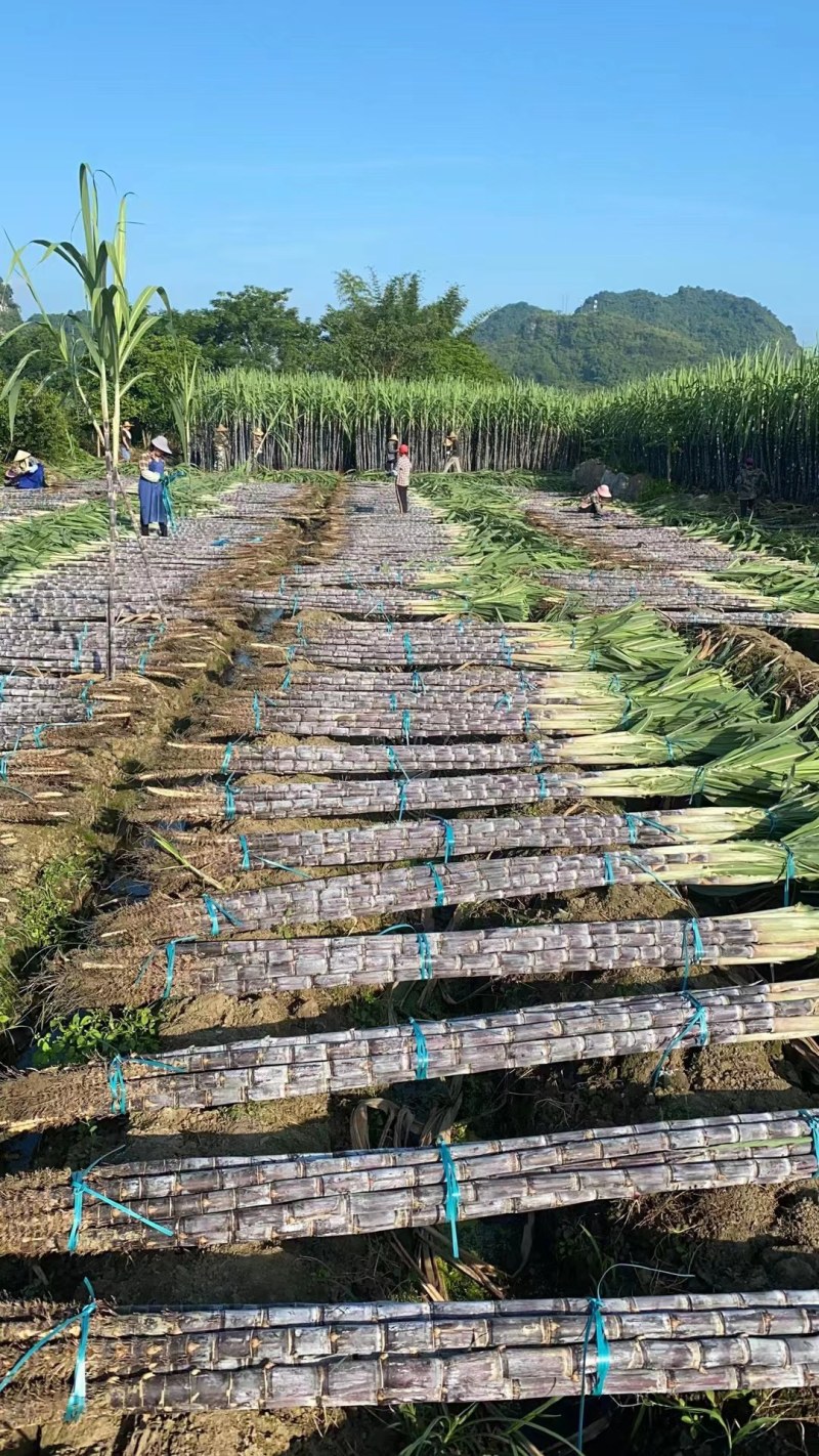 甘蔗，广西甘蔗，大量上市中，全国直发整车出货