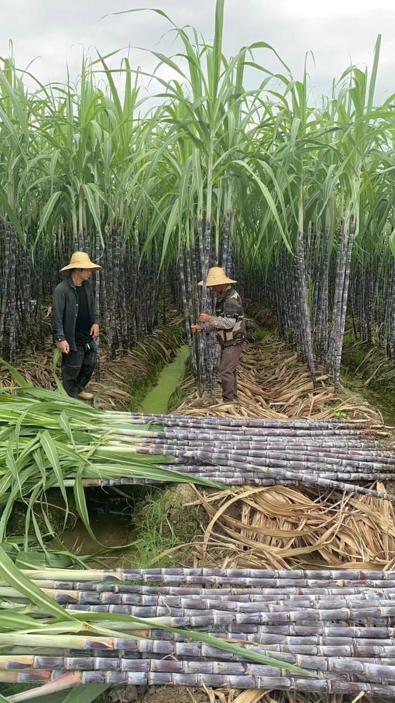 甘蔗，广西甘蔗，大量上市中，全国直发整车出货