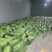 精品韭苔宁夏银川一手货源量大从优欢迎来电洽谈合作