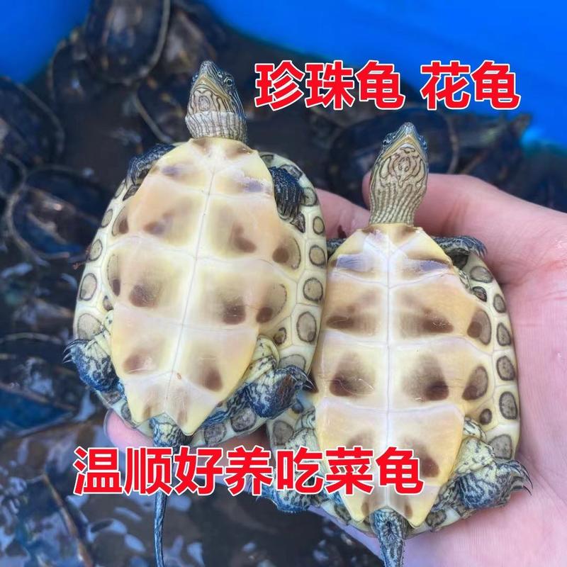 外塘40-80珍珠龟活体宠物龟台湾草龟乌龟活体观赏龟批发
