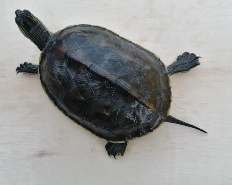 外塘40-80珍珠龟活体宠物龟台湾草龟乌龟活体观赏龟批发
