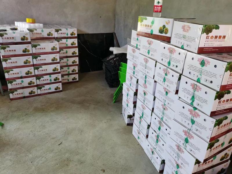 正宗湖南湘西凤凰廖家桥中华熊猫园红心猕猴桃包邮一件代发