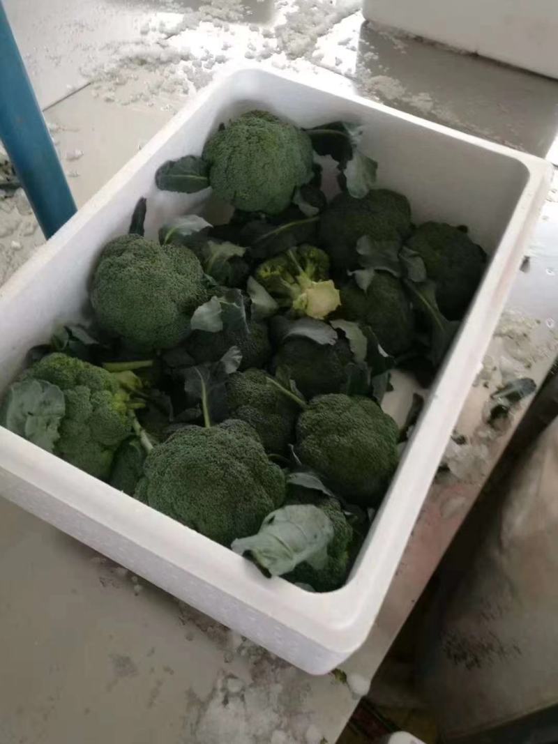 精品西兰花商超电商品质产地发货按需加工打包
