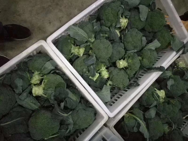 精品西兰花商超电商品质产地发货按需加工打包