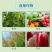 28%虫螨腈噻虫胺杀虫剂韭菜韭蛆灌根比赛尔悬浮剂