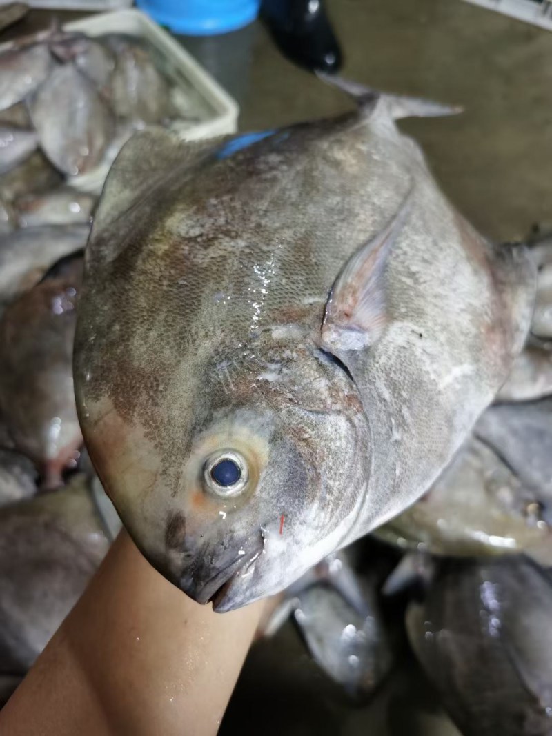 黑翅鲳鱼