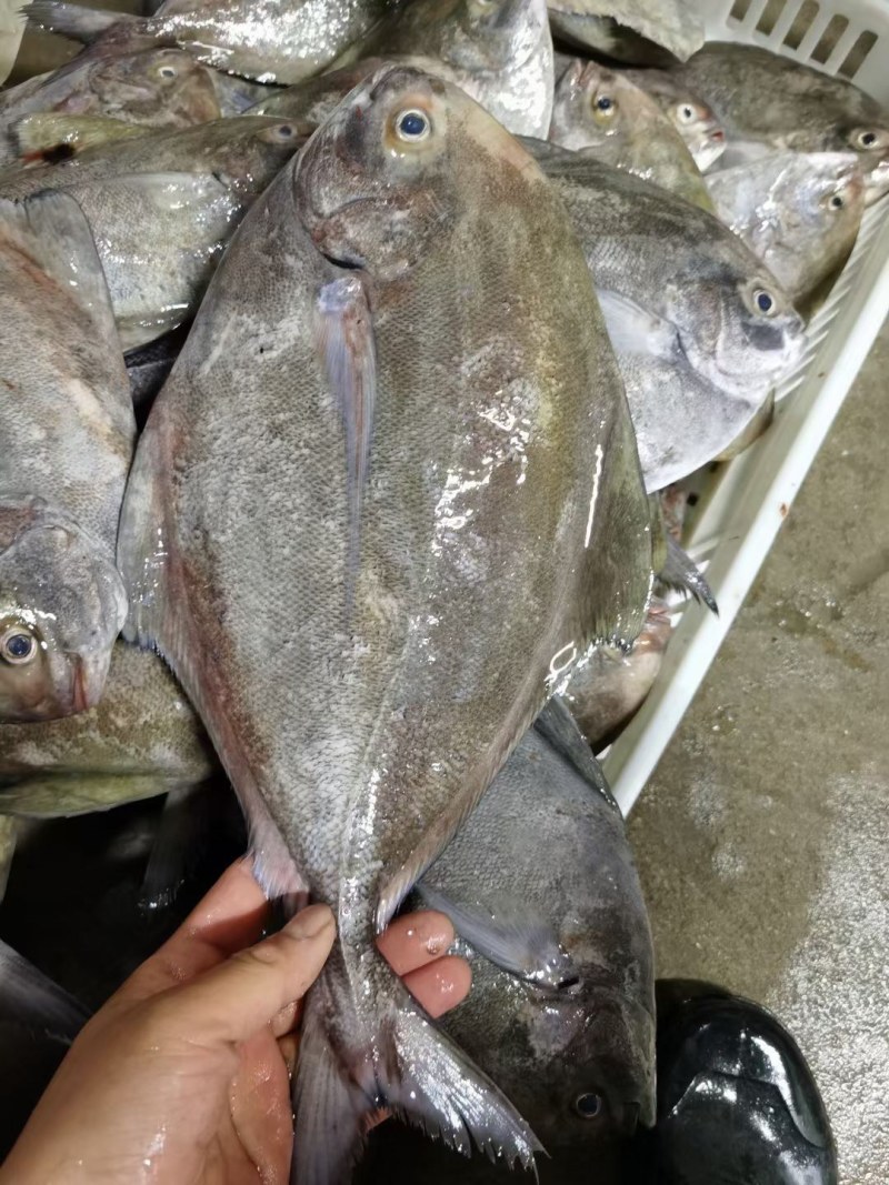 黑翅鲳鱼