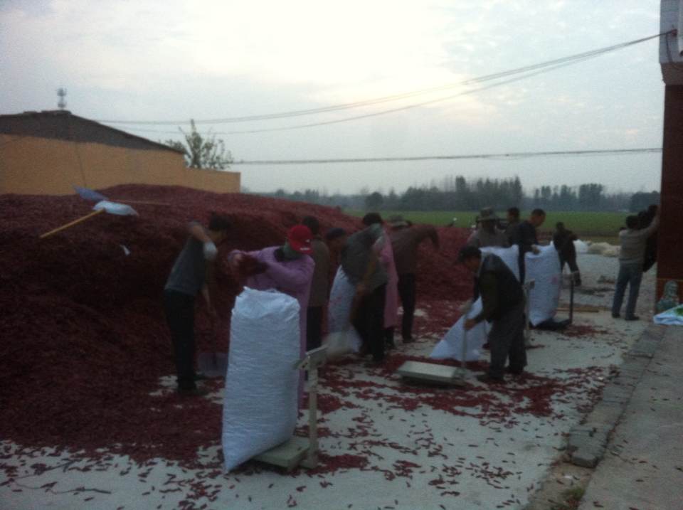 晾晒辣椒的场景