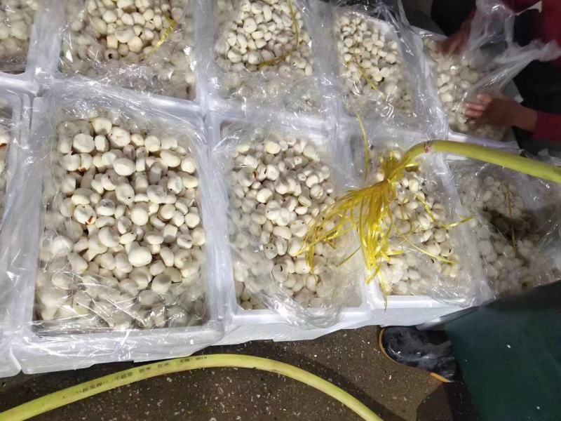 新鲜马蹄，大量上市，产地直供量大优惠，欢迎新老客户前来合