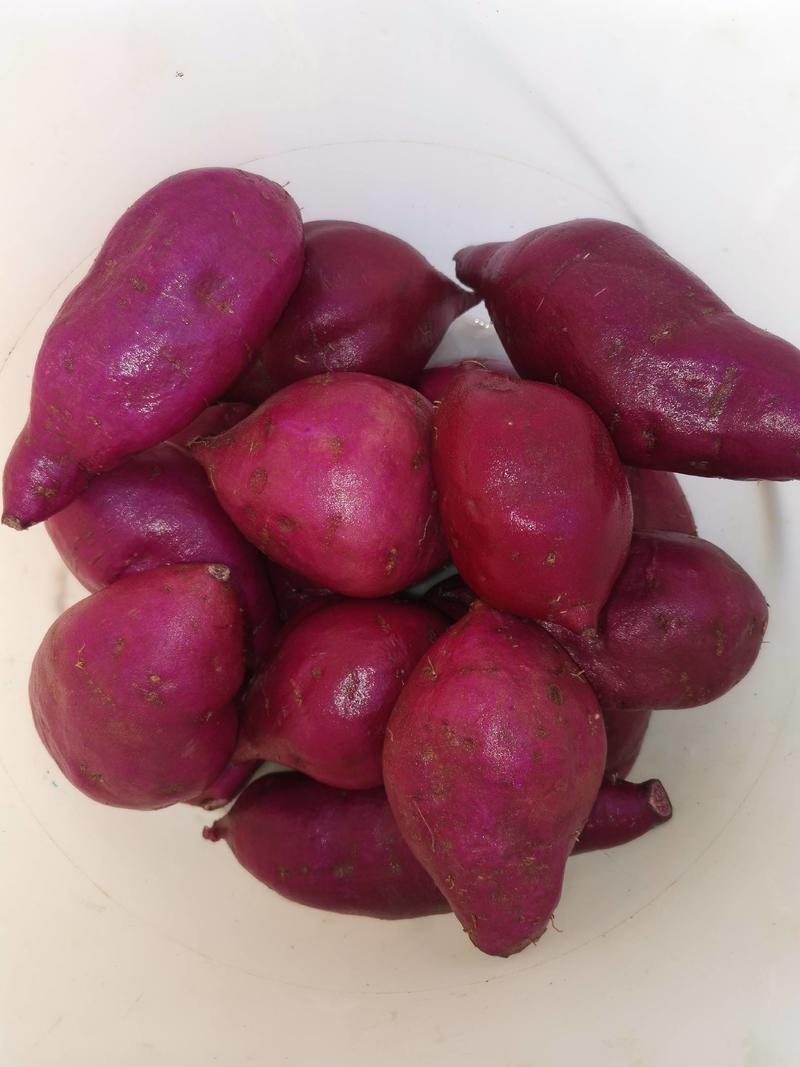农户余亩紫薯大量上市。绝对一手货源。