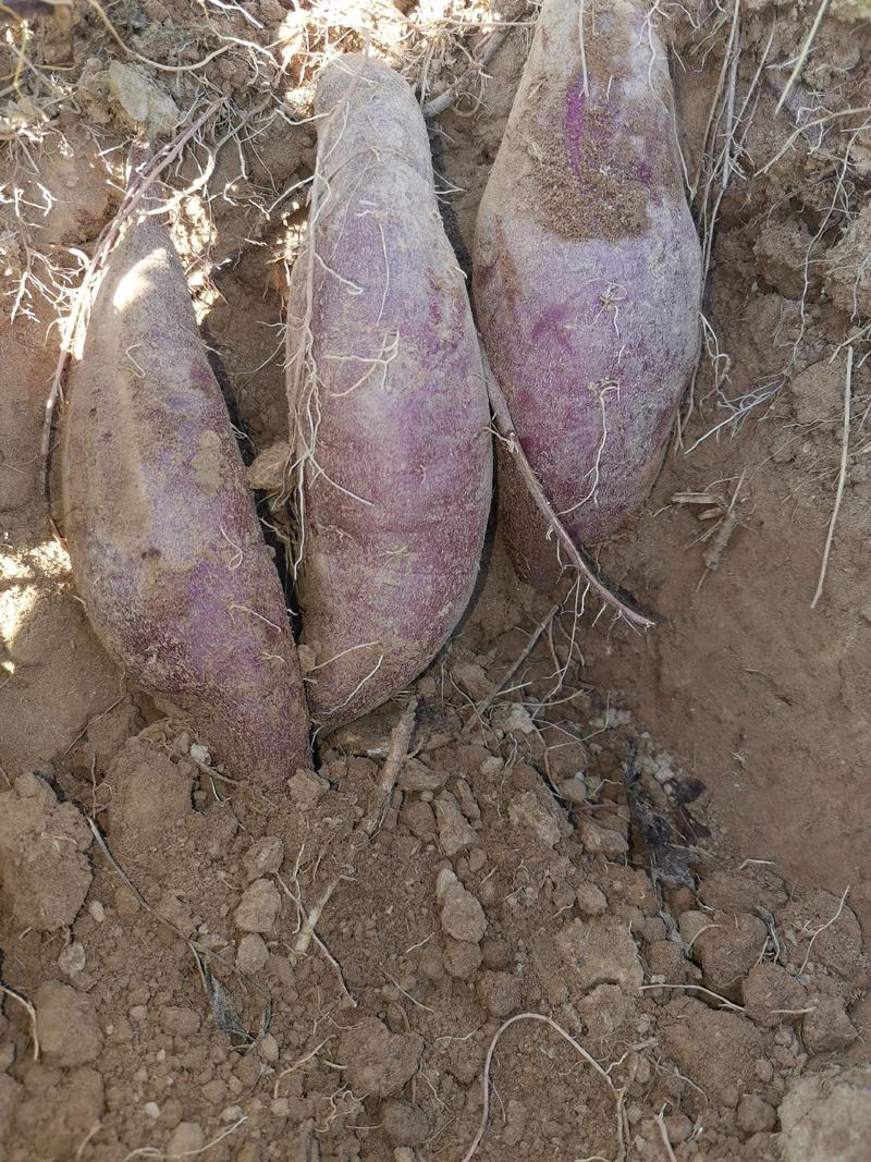 农户余亩紫薯大量上市。绝对一手货源。
