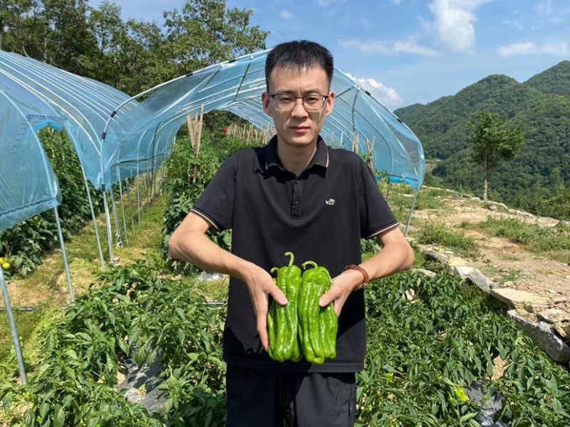 芜湖椒中的贵族欧兰德富丽辣椒种子薄皮椒种子早熟采收期长