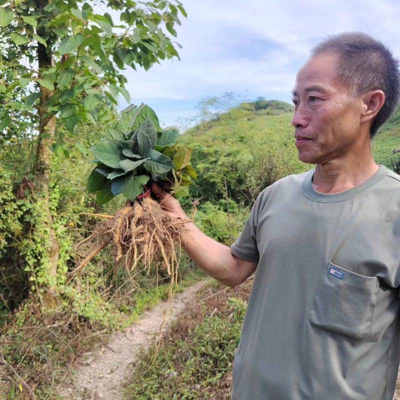 虎杖苗、驯化高产，基地批发，一手货源。技术有保证
