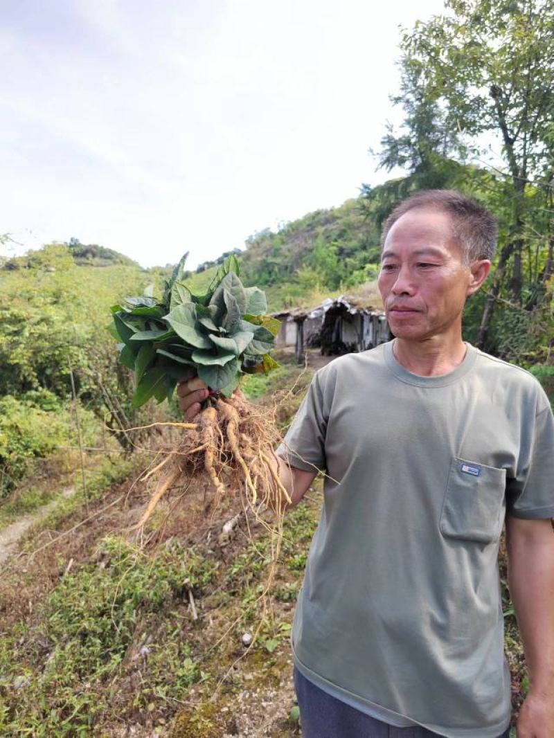 虎杖苗、驯化高产，基地批发，一手货源。技术有保证