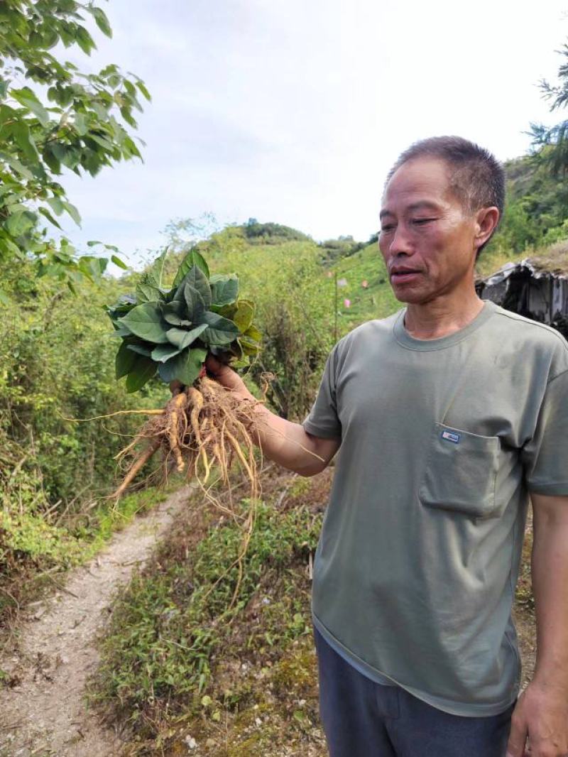 虎杖苗、驯化高产，基地批发，一手货源。技术有保证