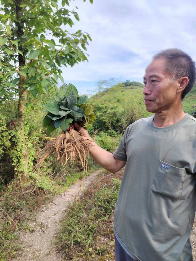 虎杖苗、驯化高产，基地批发，一手货源。技术有保证