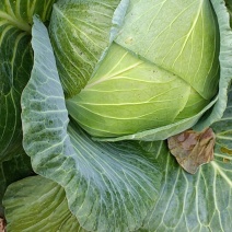 黑土地甘蓝