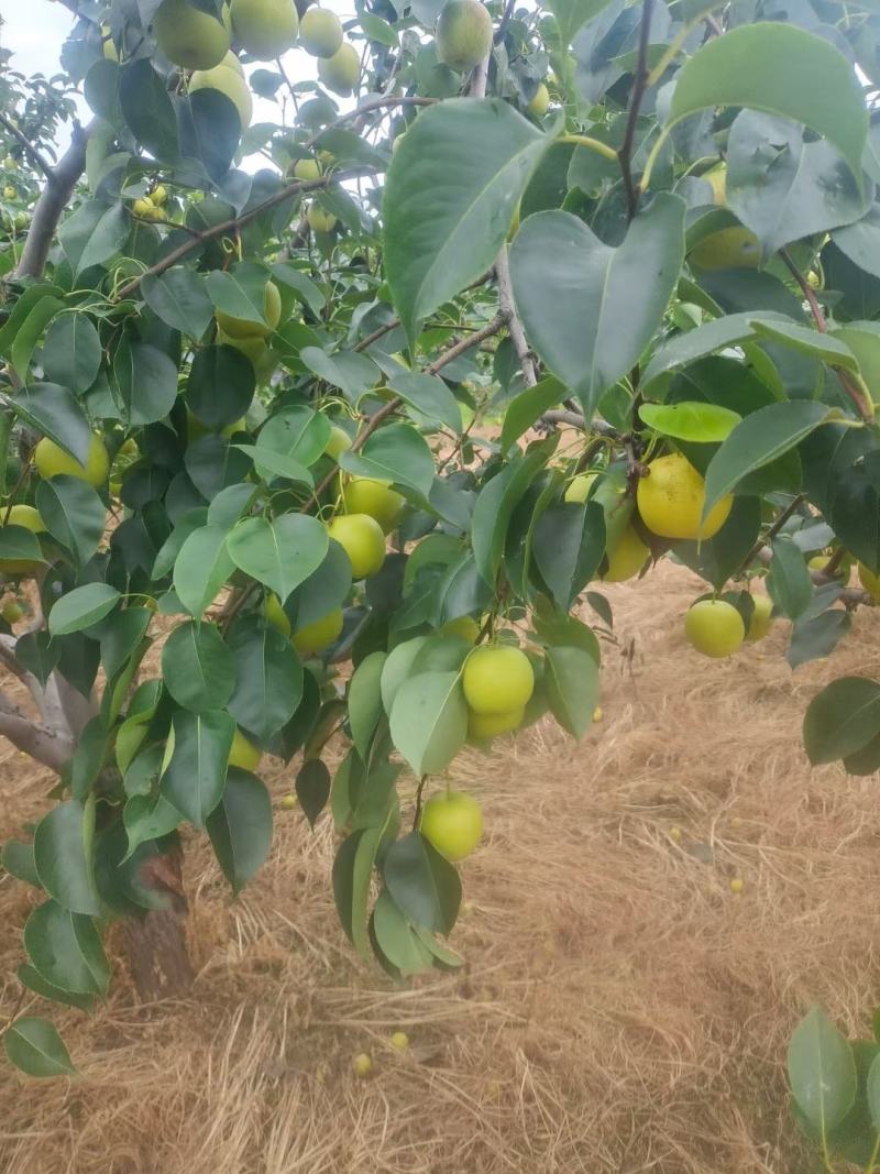 精品皇冠梨