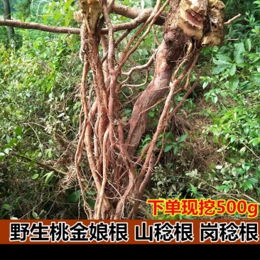 桃金娘根