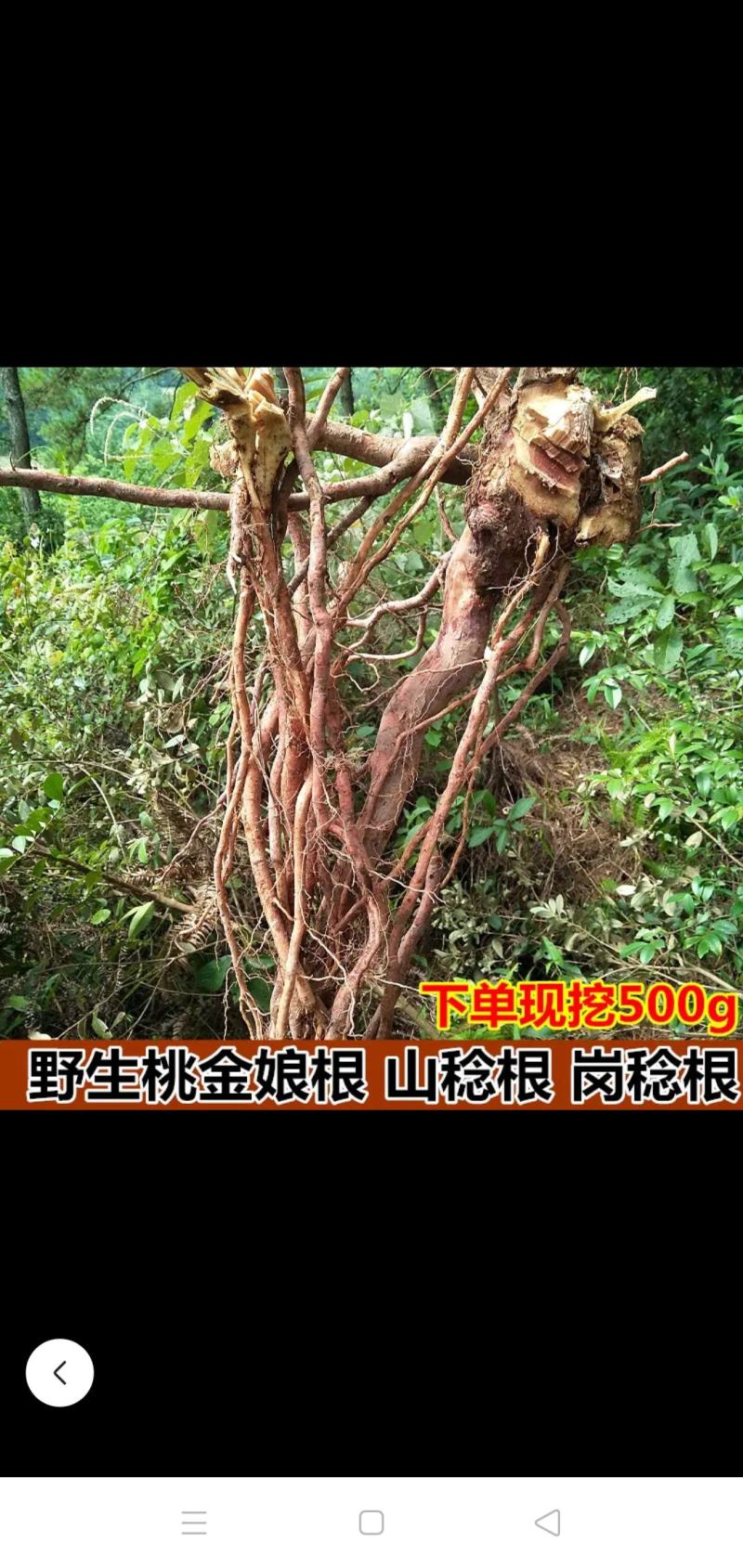 桃金娘根