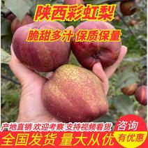 【彩虹梨】陕西红梨，红早酥梨批发价格低，产地直发可视频
