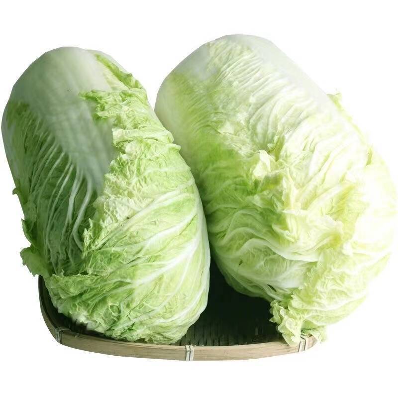 大白菜