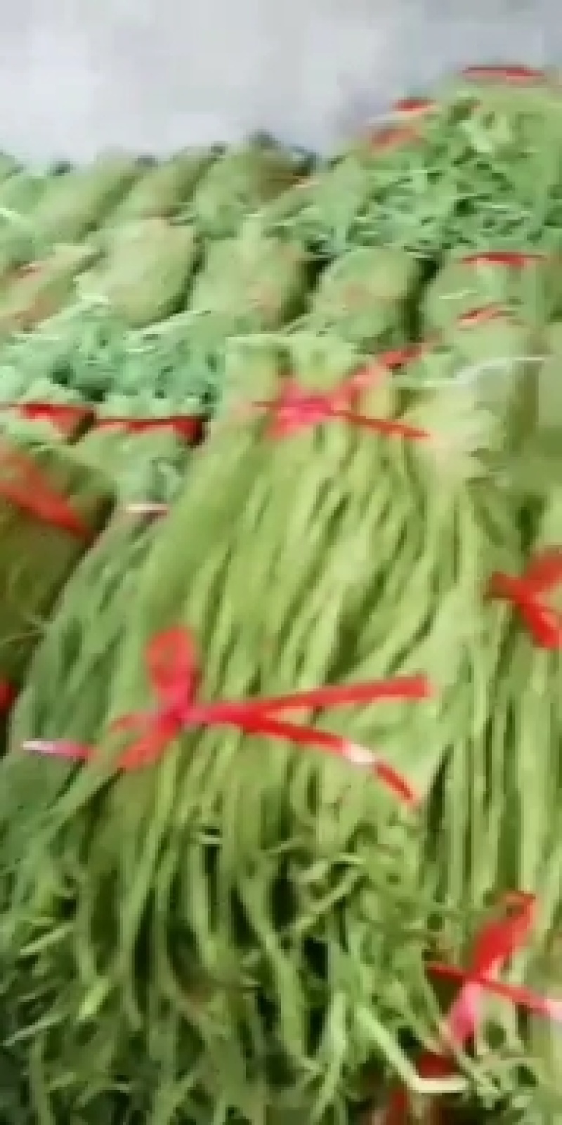 豇豆新乐市豆角8月份大量上市欢迎新老客户前来选购
