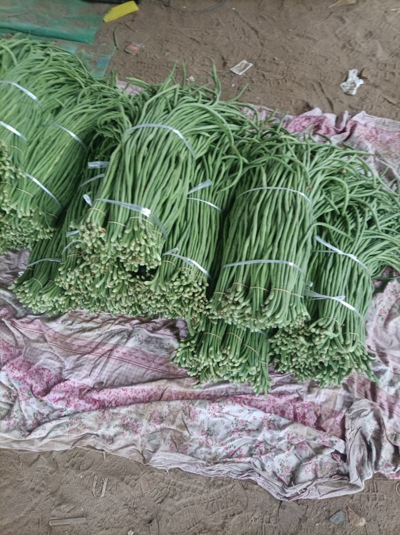 豇豆新乐市豆角8月份大量上市欢迎新老客户前来选购