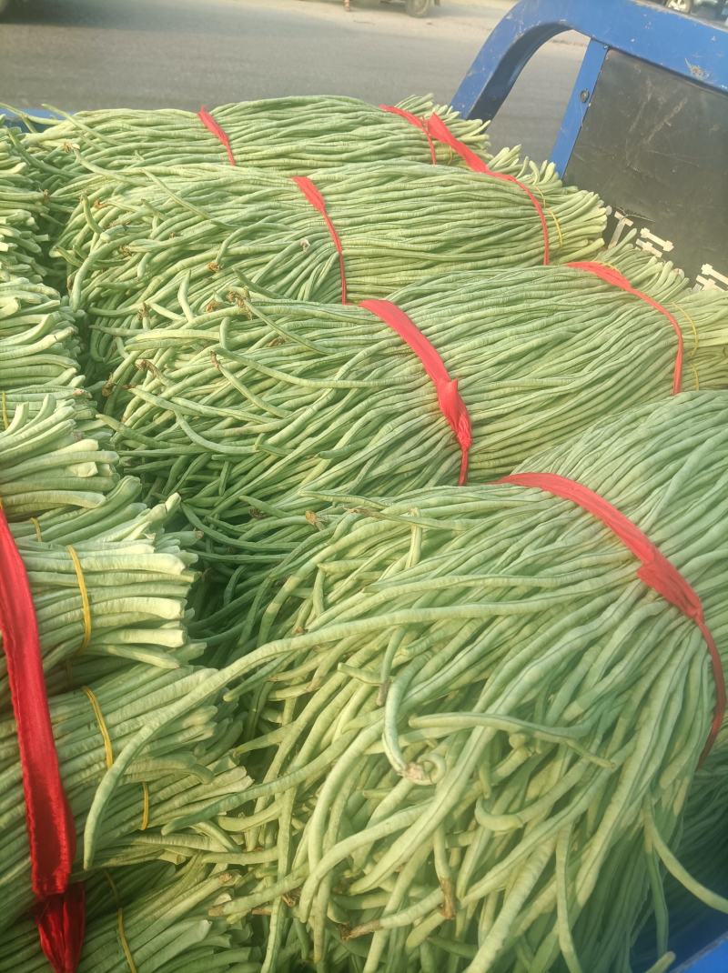 豇豆新乐市豆角8月份大量上市欢迎新老客户前来选购